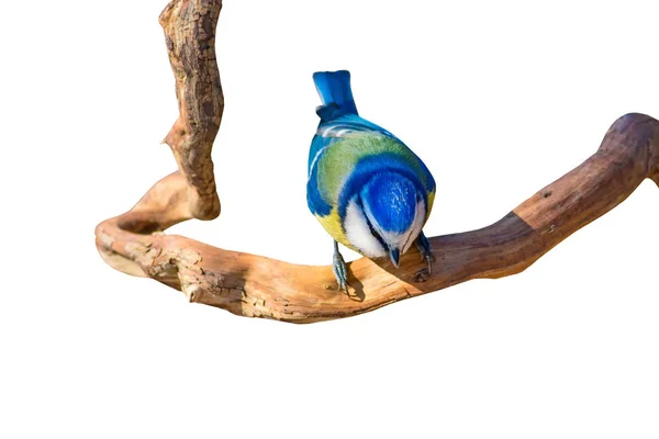 Roztomilá Modrá Cecko Izolovaný Pták Větev Bílé Pozadí — Stock fotografie
