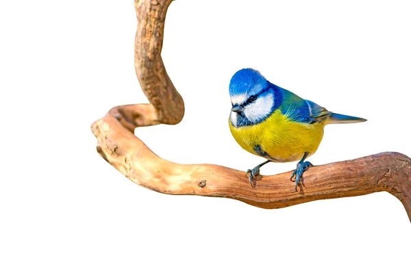 Niedliche Kleine Blaumeise Isolierte Vogel Und Ast Weißer Hintergrund — Stockfoto
