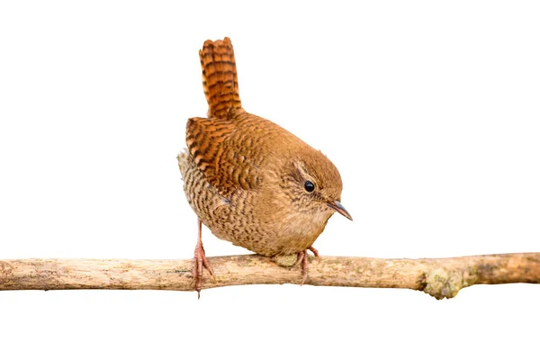 Izolovaná Roztomilá Ptáčku Bílé Pozadí Pták Eurasijský Wren Troglodyty Troglodytes — Stock fotografie