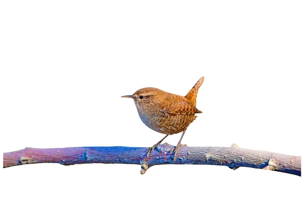 Izole sevimli küçük kuş. Beyaz arka plan. Kuş: Avrasya Çit kuşu. Troglodytes troglodytes.