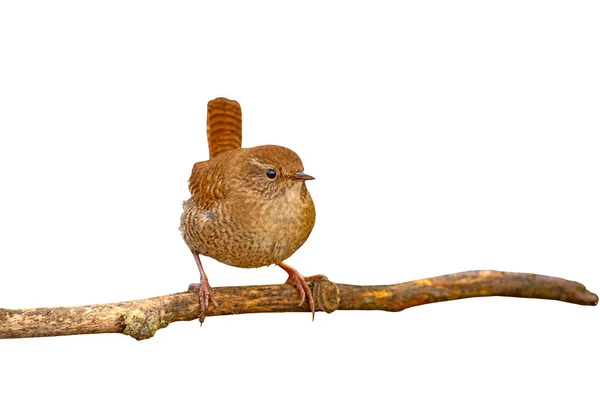 Izole Sevimli Küçük Kuş Beyaz Arka Plan Kuş Avrasya Çit — Stok fotoğraf