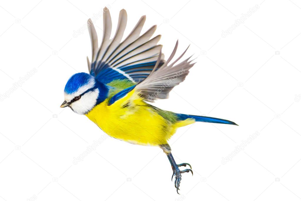 Flying colorful bird. Cute little blue tit. Isolated bird. White background. 