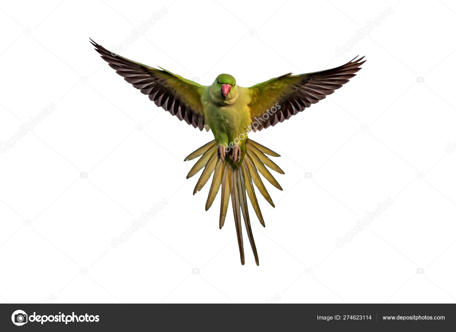 Flying Parrot Isolated Parrot White Background Bird Rose Ringed