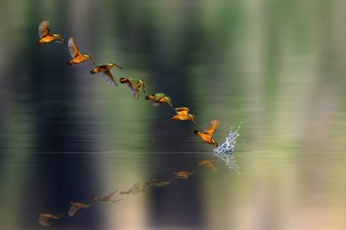 İnanılmaz kuş Kingfisher. Dalgıç kuş. Renkli doğa arka plan. Kuş: ommon Kingfisher. Alcedo atthis.