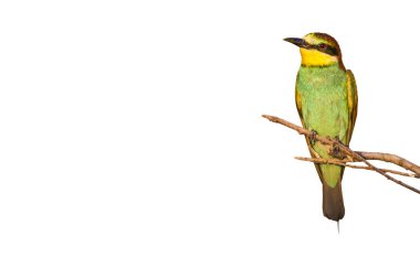 Renkli kuş Avrupa Arı yiyici. Kuş: Merops apiaster. İzole kuş ve dal. Beyaz arka plan.
