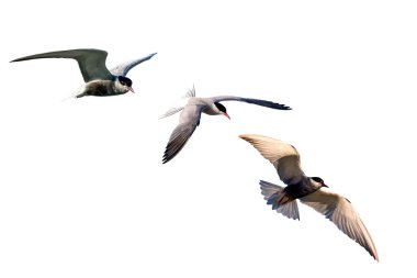 İzole kuş. Kuş: Ortak Tern. Sterna hirundo. Beyaz arka plan.