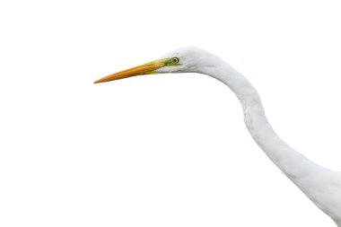 İzole edilmiş büyük beyaz kuş çileni. Beyaz arka plan. Kuş: Büyük Egret. Ardea alba.