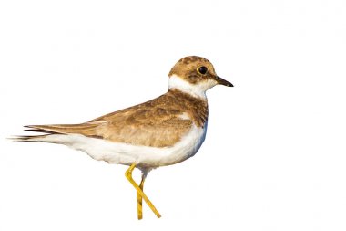 İzole sevimli kuş. Sisli beyaz arka plan. Kuş: Küçük Halkalı Yağmurcun. Charadrius dubius.