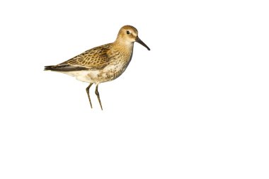 Su kuşu. İzole kuş. Beyaz arka plan. Kuş: Ruff. Philomachus pugnax.