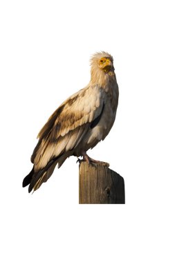 İzole akbaba. Kuş: Mısır Akbabası. Neophron percnopterus. Beyaz arka plan.