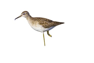 Su kuşu. İzole kuş. Beyaz arka plan. Kuş: Ruff. Philomachus pugnax.