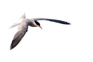 İzole kuş. Kuş: Ortak Tern. Sterna hirundo. Beyaz arka plan.