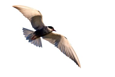 İzole kuş. Kuş: Ortak Tern. Sterna hirundo. Beyaz arka plan.