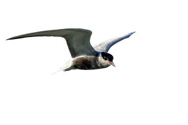 İzole kuş. Kuş: Ortak Tern. Sterna hirundo. Beyaz arka plan.