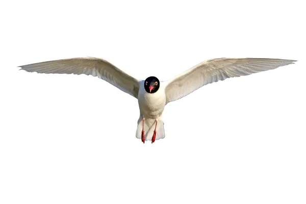 Latający Gull Odosobniony Ptak Białe Tło Gull Śródziemnomorski Ichthyaetus Czarnogłowy — Zdjęcie stockowe