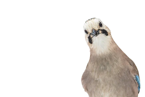 Hezký Pták Eurasijský Jay Osamocený Ptačí Snímek Bílé Pozadí — Stock fotografie