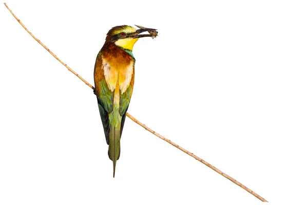 Kolorowy Ptak Europejski Bee Eater Ptak Merops Apiaster Odizolowany Ptak — Zdjęcie stockowe