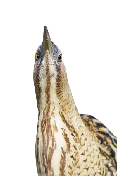 Heron Isolated Bird Photo White Background Bird Eurasian Bittern Botaurus — Stock Photo, Image