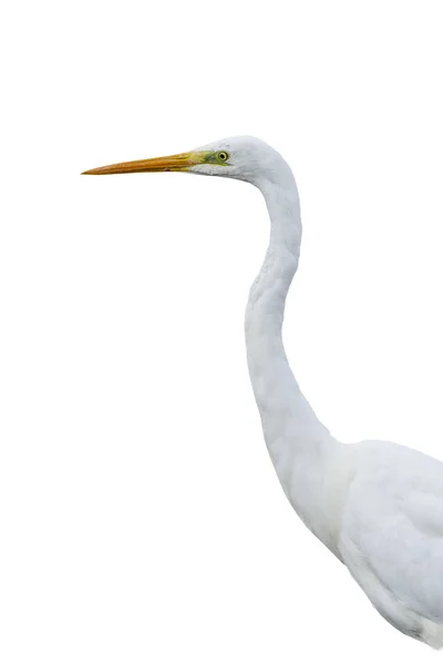 Izolowany Duży Biały Ptak Czapon Białe Tło Ptak Wielki Egret — Zdjęcie stockowe