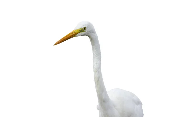 Isolierte Große Weiße Vogelreiher Weißer Hintergrund Vogel Silberreiher Ardea Alba — Stockfoto