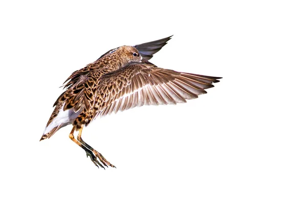 Létající Vodní Pták Izolovaný Pták Bílé Pozadí Ptáček Ruff Filomachus — Stock fotografie
