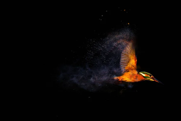 Oiseau Volant Coloré Kingfisher Dispersion Effet Éclaboussure Fond Noir — Photo