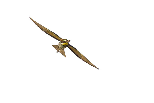 Flygande Fågel Isolerad Fågel Vit Bakgrund Färgglada Fågel Europeiska Bee — Stockfoto