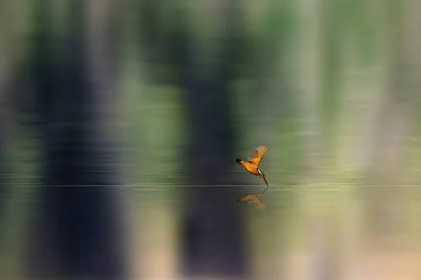 Amazing bird Kingfisher. Diving bird. Colorful nature background. Bird: ommon Kingfisher. Alcedo atthis.