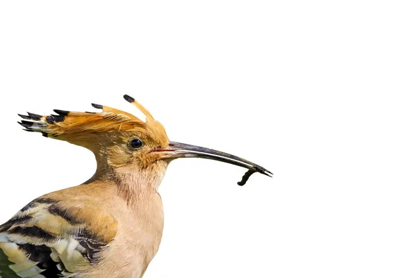 Niedlichen Vogel Eurasischen Wiedehopf Einsamer Vogel Weißer Hintergrund Vogel Upa — Stockfoto