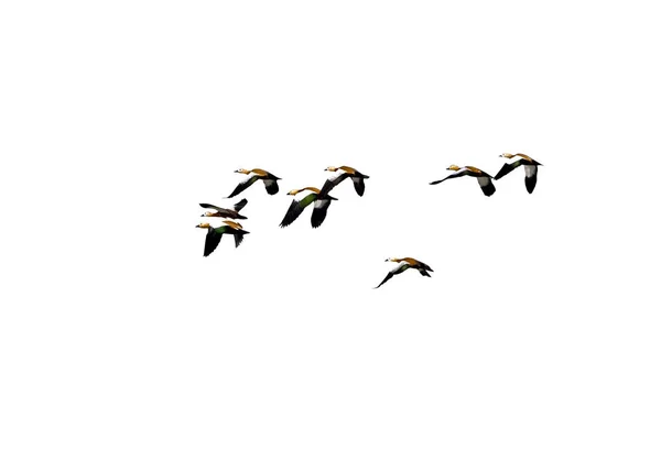 Летающие Утки Белый Фон Solated Birds Шелдак — стоковое фото