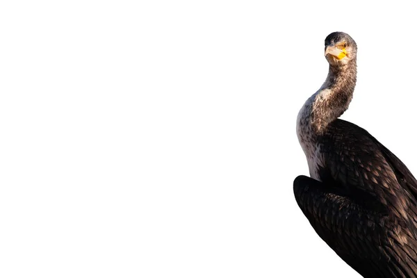 Einsamer Vogel Auf Weißem Hintergrund Vogel Kormoran Phalacrocorax Carbo — Stockfoto