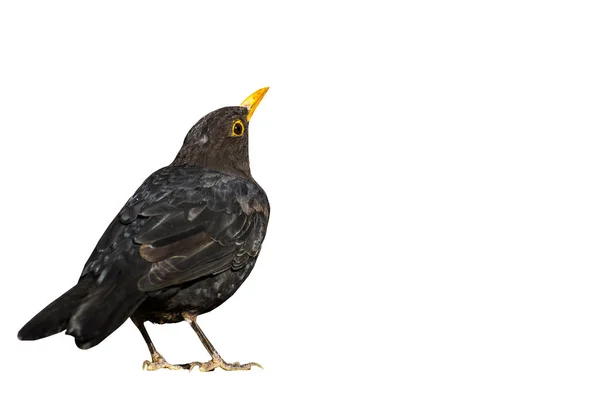 Ізольований Птах Білий Фон Птах Звичайний Чорний Птах Турдус Мерула — стокове фото