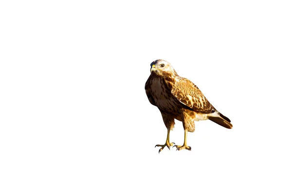 Isolerad Vild Fågel Vit Bakgrund Fågel Långbent Buzzard Buteo Rufinus — Stockfoto