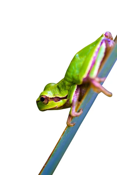 Isolierter Frosch Weißer Hintergrund — Stockfoto