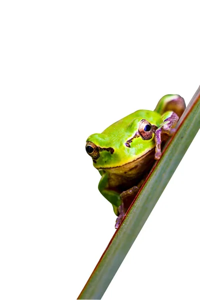 孤立的青蛙 白色背景 — 图库照片
