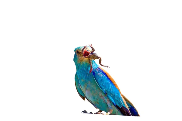 Pássaro Azul Sua Caça Pássaro Isolado Caçar Fundo Branco Pássaro — Fotografia de Stock