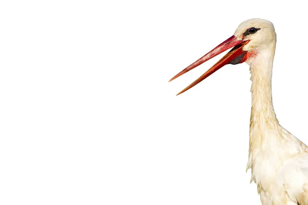 Stork Portrait Foto Pássaro Isolado Fundo Branco — Fotografia de Stock