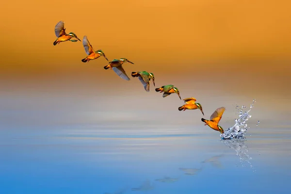 İnanılmaz kuş Kingfisher. Dalgıç kuş. Renkli doğa arka plan. Kuş: ommon Kingfisher. Alcedo atthis.