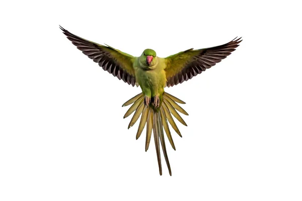 Flying parrot. Isolated parrot. White background. Bird: Rose ringed Parakeet. Psittacula krameri.