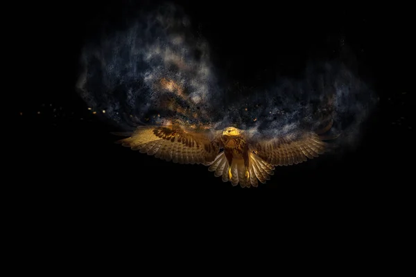 Fliegender Vogel Greifvogel Zerstreuung Splattereffekt Schwarzer Hintergrund — Stockfoto