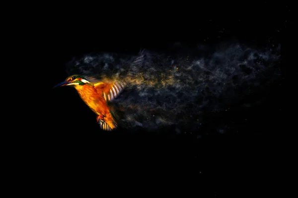 Ιπτάμενο Πολύχρωμο Πουλί Κίνγκφίσερ Διασπορά Αποτέλεσμα Πιτσιλίσματος Μαύρο Φόντο — Φωτογραφία Αρχείου