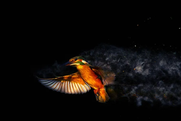 Flying colorful bird Kingfisher. Dispersion, splatter effect. Black background.