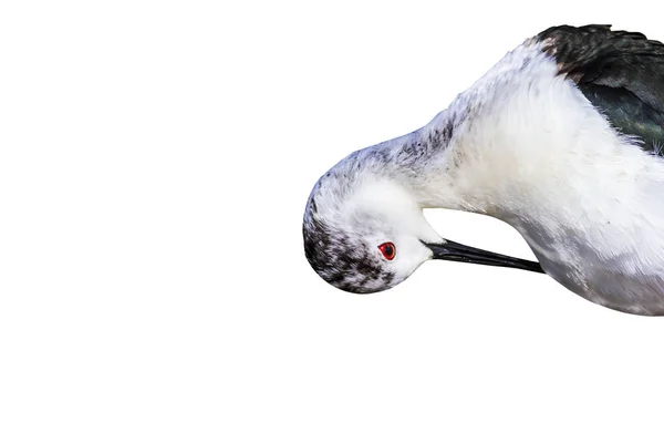 Izolowane Cute Ptak Wodny Białe Tło Ptak Czarny Skrzydlata Stilt — Zdjęcie stockowe