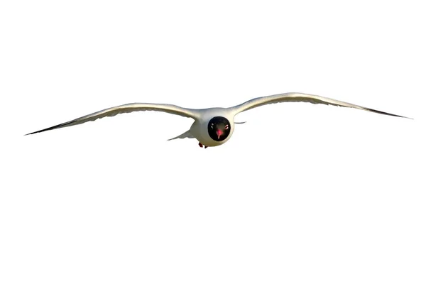 Repülő Sirály Elszigetelt Madár Fehér Háttér Mediterrán Sirály Ichthyaetus Feketefejű — Stock Fotó