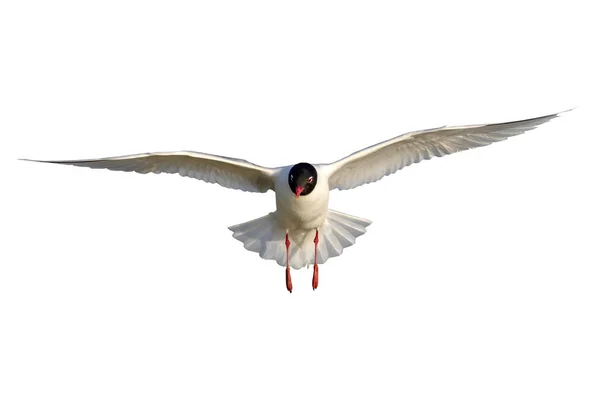 Gaivota Voadora Pássaro Isolado Fundo Branco Gaivota Mediterrânica Ichthyaetus Melanocephalus — Fotografia de Stock