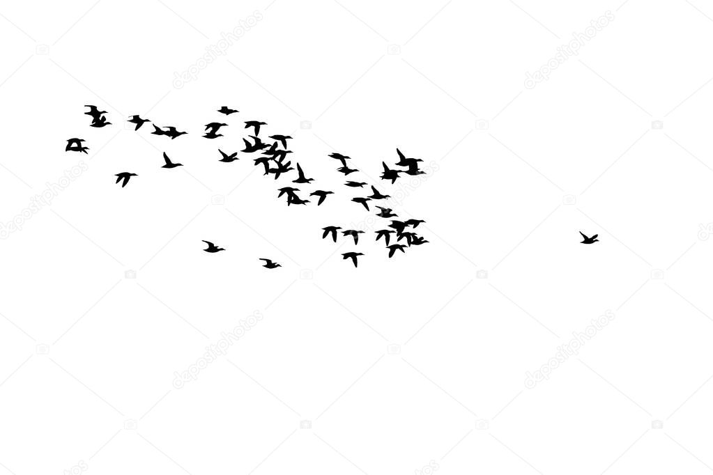 Flying birds. Isolated birds. White background. 
