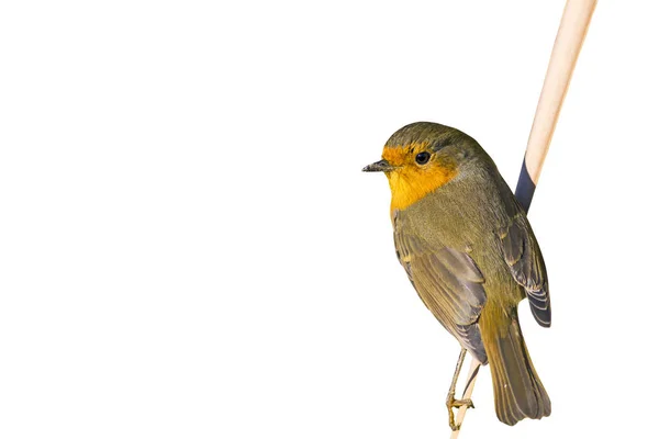 Isolated bird. Cute bird robin. White background. Bird: European Robin. Erithacus rubecula.