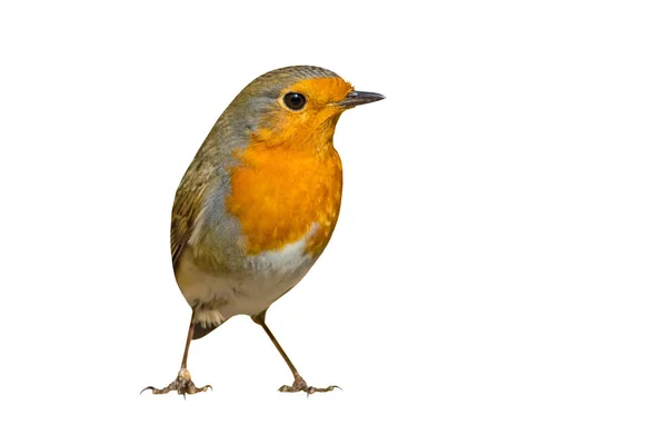 Zole Kuş Sevimli Robin Beyaz Arka Plan — Stok fotoğraf