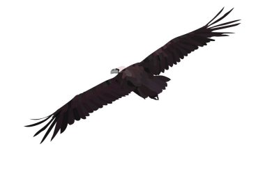 Uçan akbaba. Cinereous Akbaba. Vektör görüntüsü.