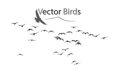 Uçan kuşlar. Kuş sürüsü. Vektör görüntüsü. Beyaz arka plan.